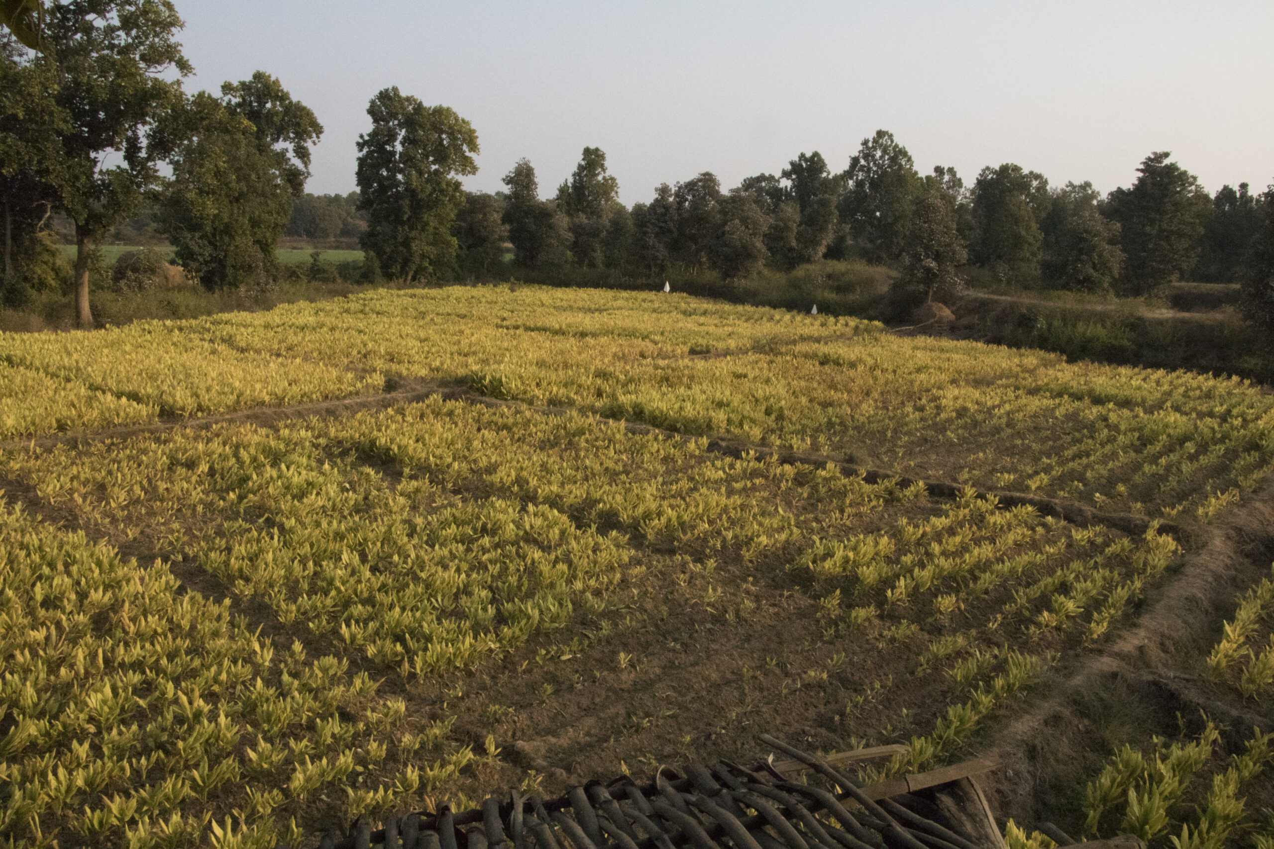 Fresh Wild Turmeric Roots from Bandhavgarh